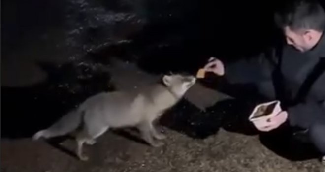 Tilkiyi börekle besledi.....