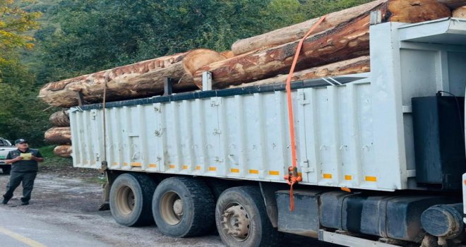 Tomruk kaçakçıları yakayı ele verdi: Tutuklandılar