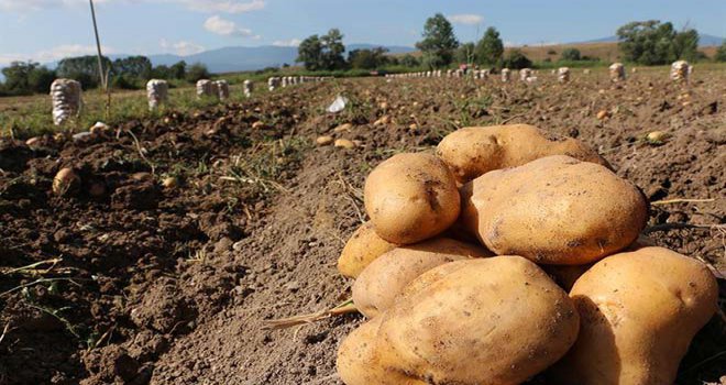 TSO İKİ ÜRÜNÜMÜZÜ DAHA TESCİL ETTİRDİ