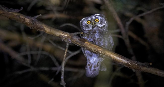 Türkülere konu olan Paçalı Baykuş, Bolu ve Bursa’dan sonra Gümüşhane’de görüntülendi