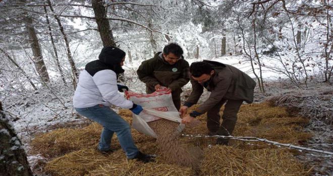 Yaban hayvanları için ormanlara yem bırakıldı