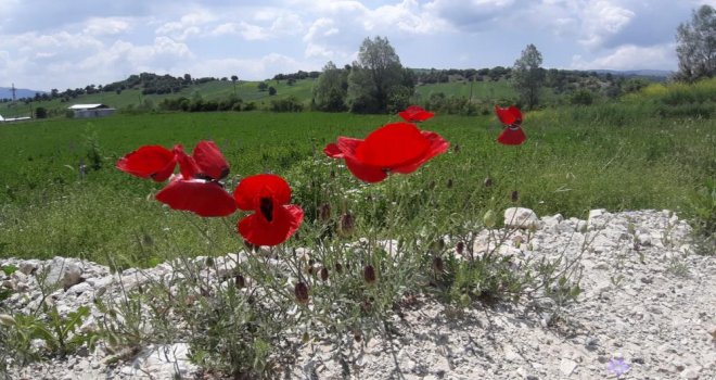 Yağmurdan sonra açan çiçekler görsel şölen oluşturdu