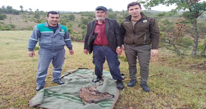 Yaralı bulduğu geyik yavrusunu sırtında 5 kilometre taşıdı