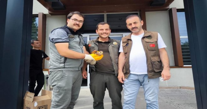 Yaralı kerkeneze ilk yardım ormancılardan