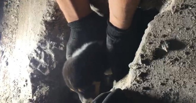 Yaramaz yavru köpek, darbeli matkapla kurtarıldı