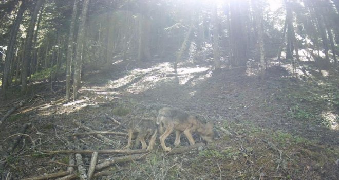 Yavru kurtları her gün besliyor