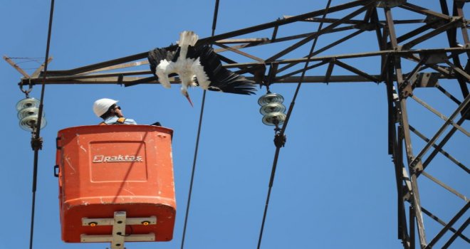 Yavru leylek, yuvasının bulunduğu elektrik direğinde telef oldu.....