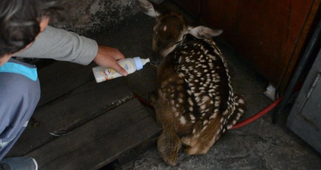 Yaylada bitkin halde buldukları geyik yavrusunu biberonla beslediler