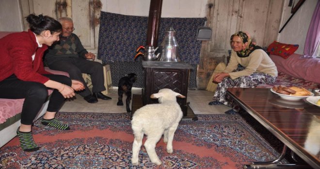 Yeni doğan kuzu ve oğlak üşümesin diye evlerinde bakıyorlar.....