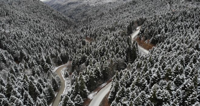 Yılbaşı öncesi kaçak ağaç kesenlere 5 yıl hapis cezası uyarısı