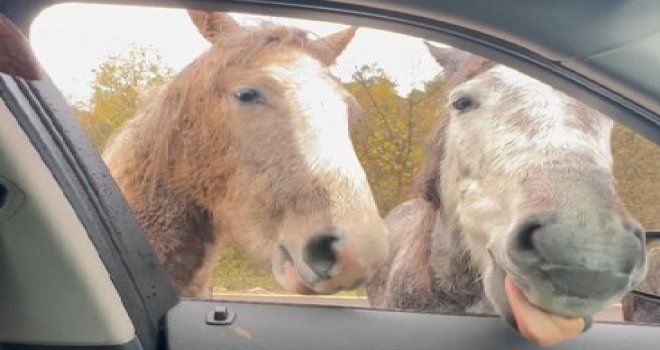 Yılkı atlarını kekle besledi......