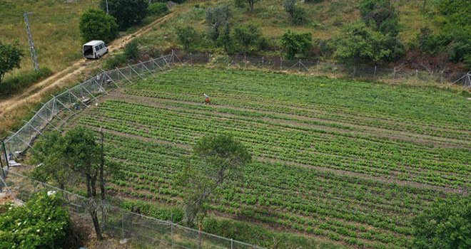 Yıllardır saklanan ‘Ata Tohumları’ndan 10 çeşit ürün yetişecek