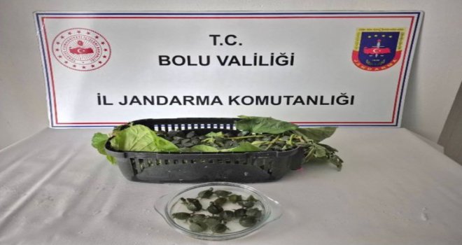 Yolcu otobüsünde 500 yasaklı su kaplumbağası ele geçirildi