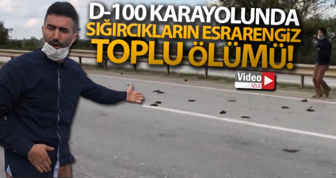 Yolda çırpınan kuşlar için kendi canını hiçe sayan vatandaş o anları anlattı