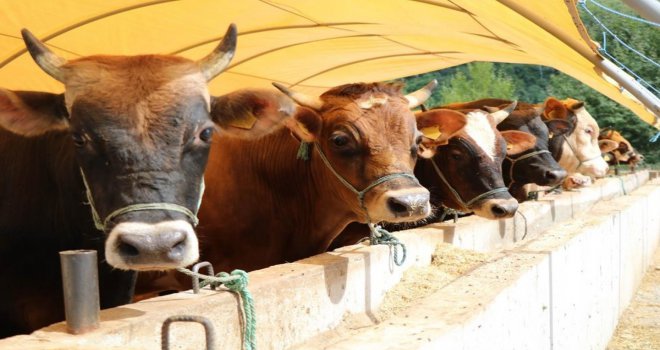 Zincir marketlerde kurbanlık satışı başlıyor